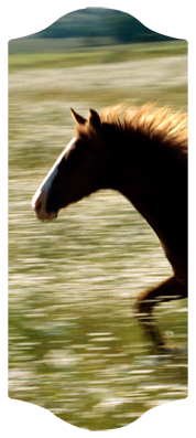 DARAY C 340 Gone Riding